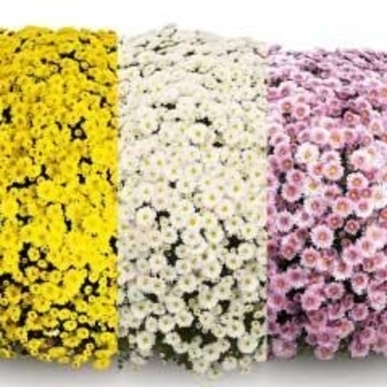 COMBO 16 - Garden Mum COMBO 16 - Garden Mum