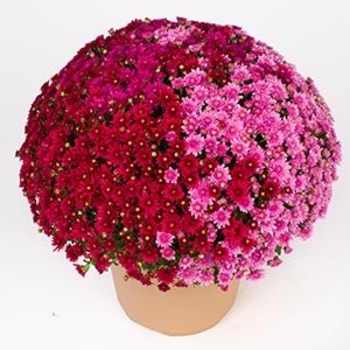 COMBO 23 - Garden Mum COMBO 23 - Garden Mum