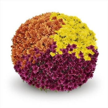 COMBO 27 - Garden Mum COMBO 27 - Garden Mum