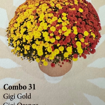 COMBO 30 - Garden Mum COMBO 30 - Garden Mum