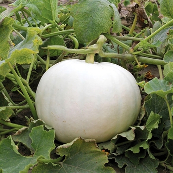 SMALL - CRYSTAL WHITE PUMPKIN SMALL - CRYSTAL WHITE PUMPKIN