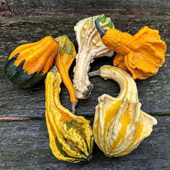 LARGE - WING GOURDS LARGE - WING GOURDS