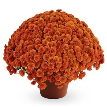 Chrysanthemum x morifolium - DORTHY BRONZE Chrysanthemum x morifolium - DORTHY BRONZE
