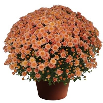 8 GARDEN MUM - CHELSEY CORAL 8 GARDEN MUM - CHELSEY CORAL