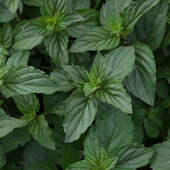 Mentha x piperita - Chocolate Mint