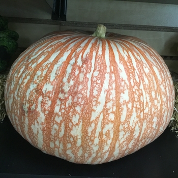 LARGE - PUMPKIN