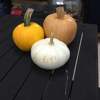 SMALL - PUMPKIN MIXED COLORED SMALL - PUMPKIN MIXED COLORED