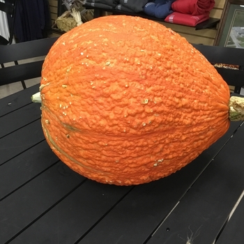 LARGE - ORANGE BUMPY LARGE - ORANGE BUMPY