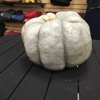 PUMPKIN - BLUE GREEN GOBLIN PUMPKIN - BLUE GREEN GOBLIN