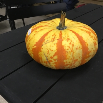 PUMPKIN - BLAZE ORANGE PUMPKIN - BLAZE ORANGE