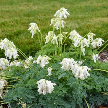 Dicentra - 'White Diamonds' Fern-Leaf Bleeding Heart Dicentra - 'White Diamonds' Fern-Leaf Bleeding Heart