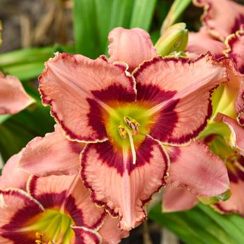 Hemerocallis (Daylily) - RR® 'Fearfully and Wonderfully Made' Hemerocallis (Daylily) - RR® 'Fearfully and Wonderfully Made'