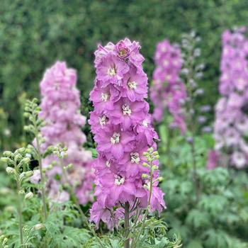 Delphinium - 'New Zealand Mini Pinks' Delphinium - 'New Zealand Mini Pinks'