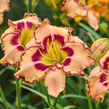 Hemerocallis (Daylily) - Rainbow Rhythm® 'King of the Ages' Hemerocallis (Daylily) - Rainbow Rhythm® 'King of the Ages'