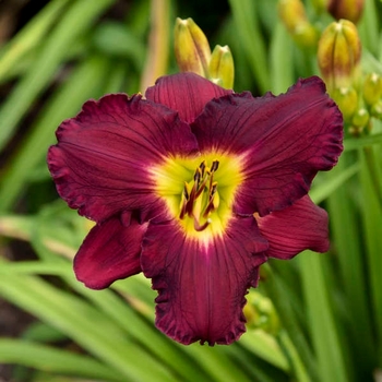 Hemerocallis (Daylily) - Rainbow Rhythm® 'Nosferatu' Hemerocallis (Daylily) - Rainbow Rhythm® 'Nosferatu'