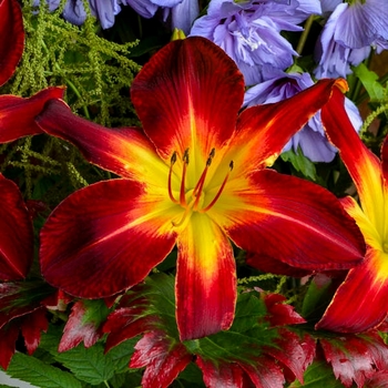 Hemerocallis (Daylily) - Rainbow Rhythm® 'Ruby Spider' Hemerocallis (Daylily) - Rainbow Rhythm® 'Ruby Spider'