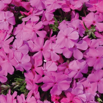 Phlox subulata - 'Drummond's Pink' Creeping Phlox Phlox subulata - 'Drummond's Pink' Creeping Phlox