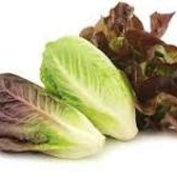 Romaine Mix - Lettuce