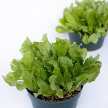 Raider - Lettuce