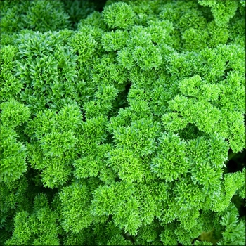 Petroselinum crispum - Curled Parsley