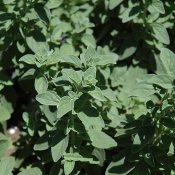 Origanum x majoricum - Italian Oregano