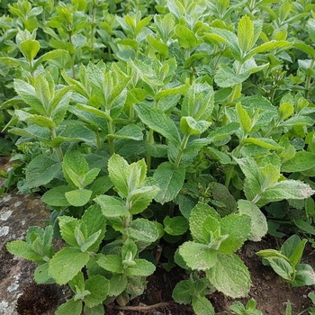 Mentha suaveolens - Apple Mint