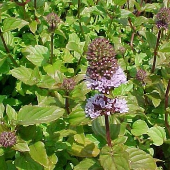 Mentha citrata - Orange Mint
