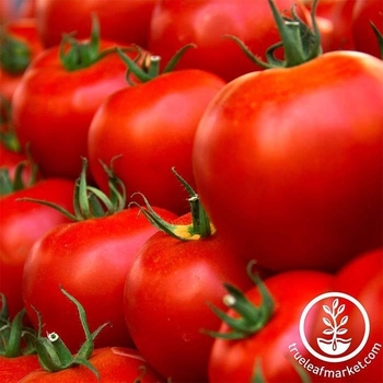 Husky Red - Tomato