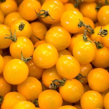 Sun Sugar - Cherry Tomato