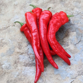Hot Portugal - Pepper