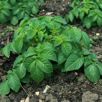 Potato - 4 Inch Vegetable