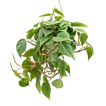 Cordatum - Philodendron