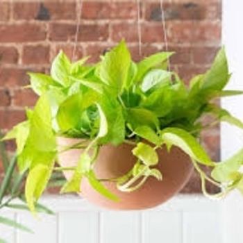 Epipremnum aureum - 'Neon' Pothos