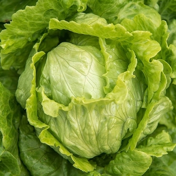 Iceberg Head - Lettuce