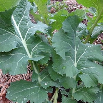 White Russian - Kale