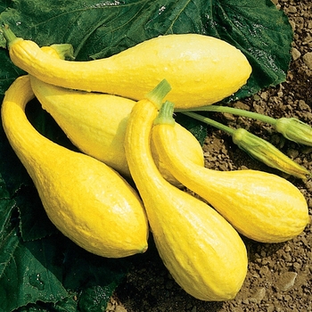 Yellow Crookneck - Squash
