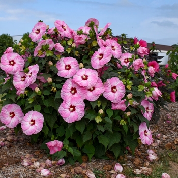 Various Colors - Cold Hardy Hibiscus
