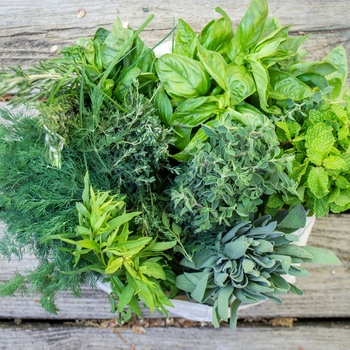  - Fresh Herbs