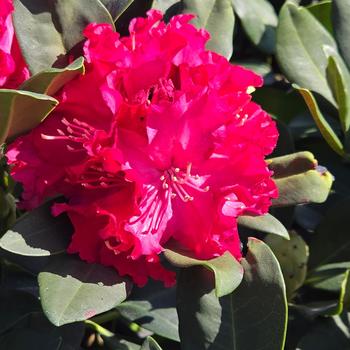 Rhododendron - 'Holden's Red' Azalea