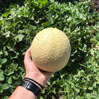 Personal Sized - SUGAR CUBE MELON