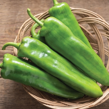 Hot Pepper - Long Hot Green Pepper 
