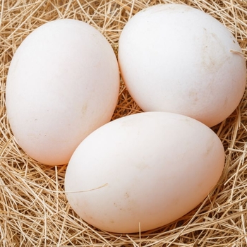 Refrigerated - Duck Eggs