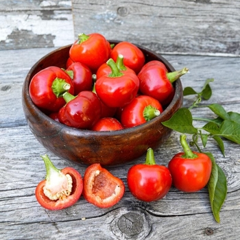 Hot Peppers - Red Cherry Pepper