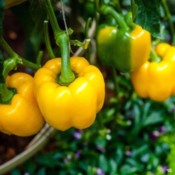 Sweet Pepper - Yellow Bell Pepper