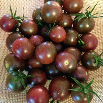 Tomato - Chocolate Cherry Tomatoes