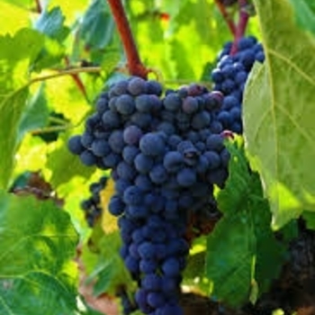 Seedless Grapes - Lakemont Blue Grapes