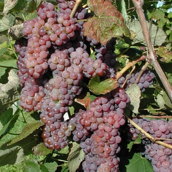 Seedless Grapes - Lakemont Red Grapes
