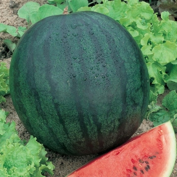 Sugar Baby - Watermelon