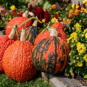 Pumpkins - Warty Sunset