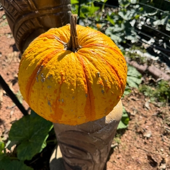 Pumpkins - Warty Gnome